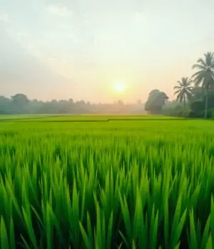 Agriculture land for sale in Mumbai